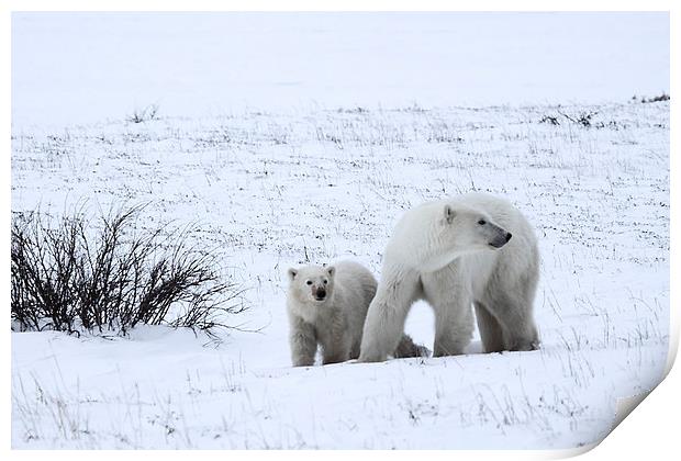 Polar Bears On The Tundra Print by Carole-Anne Fooks