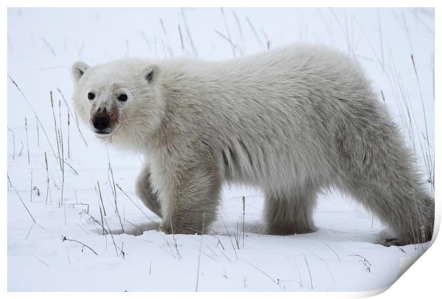 Polar Bear Cub Print by Carole-Anne Fooks