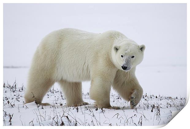 Large Prowling Polar Bear Print by Carole-Anne Fooks