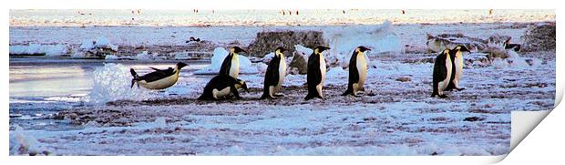 Emperor Penguins Coming Home Print by Carole-Anne Fooks