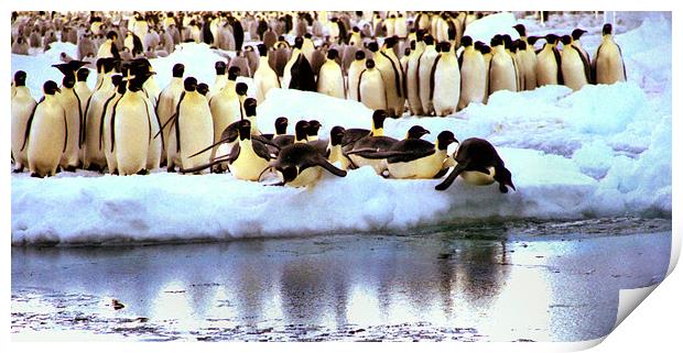 Emperor Penguins Going Fishing Print by Carole-Anne Fooks