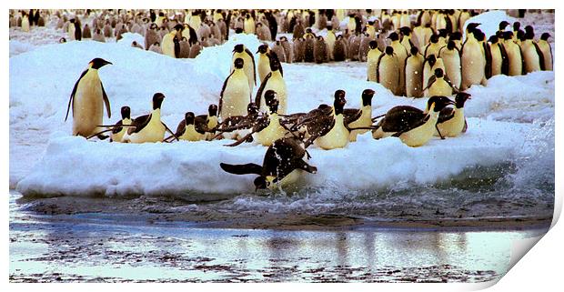 Emperor Penguins Going Fishing Print by Carole-Anne Fooks