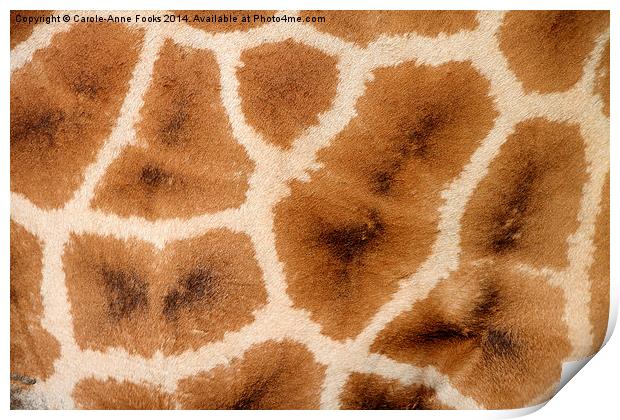 Rothschilds Giraffe Hide Print by Carole-Anne Fooks