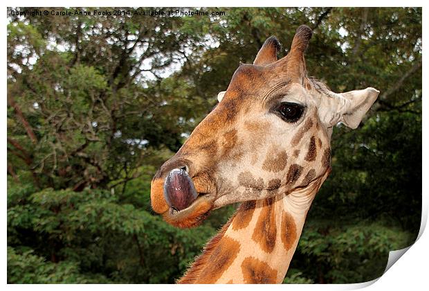 Rothschilds Giraffe Portrait, Nairobi, Kenya Print by Carole-Anne Fooks