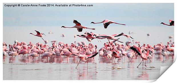 Fly Past, Lesser Flamingos, Lake Nakuru, Kenya Print by Carole-Anne Fooks