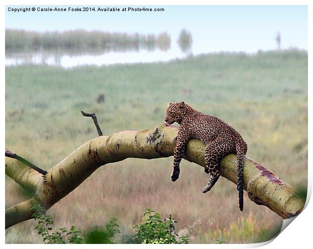 Leopard in the Rain, Lake Nakuru, Kenya Print by Carole-Anne Fooks