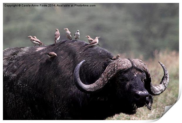 African Buffalo with Oxpeckers Print by Carole-Anne Fooks