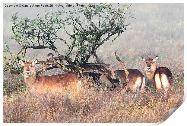 De Fassa Waterbuck, Lake Nakuru, Kenya Print by Carole-Anne Fooks