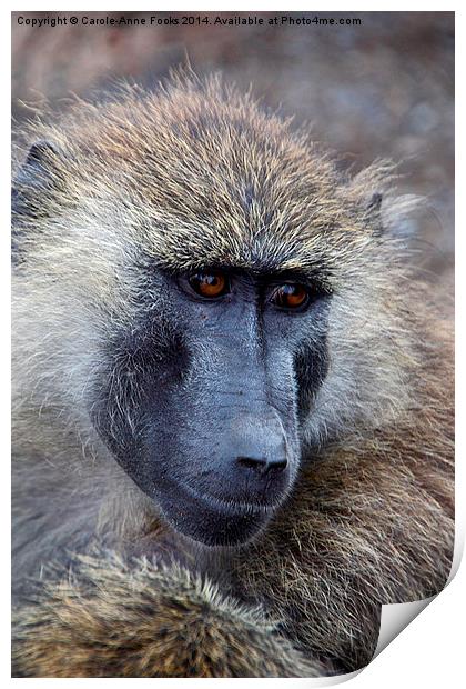 Olive Baboon Portrait Print by Carole-Anne Fooks