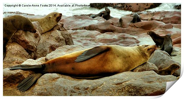 Lazy! South African Fur Seal Print by Carole-Anne Fooks
