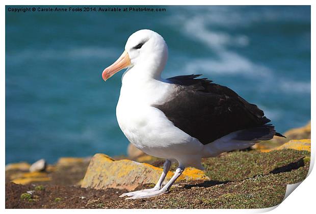 Black-browed Albatross Print by Carole-Anne Fooks