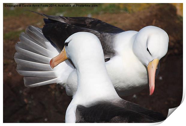 Pair bonding Black-browed Albatross Print by Carole-Anne Fooks
