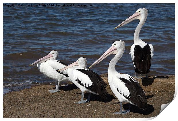  Australian Pelicans Print by Carole-Anne Fooks