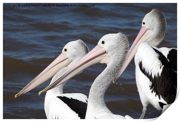   Australian Pelicans Print by Carole-Anne Fooks