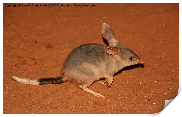  Cute Bilby Print by Carole-Anne Fooks