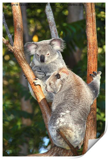  Koalas Print by Carole-Anne Fooks