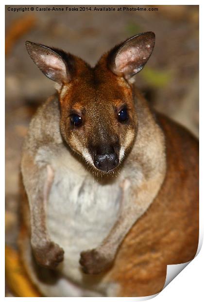  Red-Necked Pademelon Print by Carole-Anne Fooks
