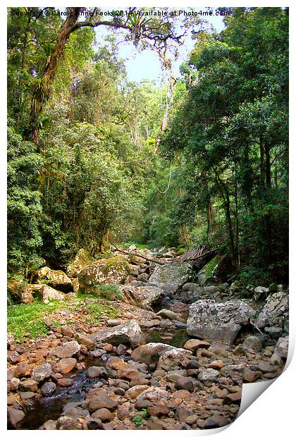  Creek in Springbrook National Park Print by Carole-Anne Fooks