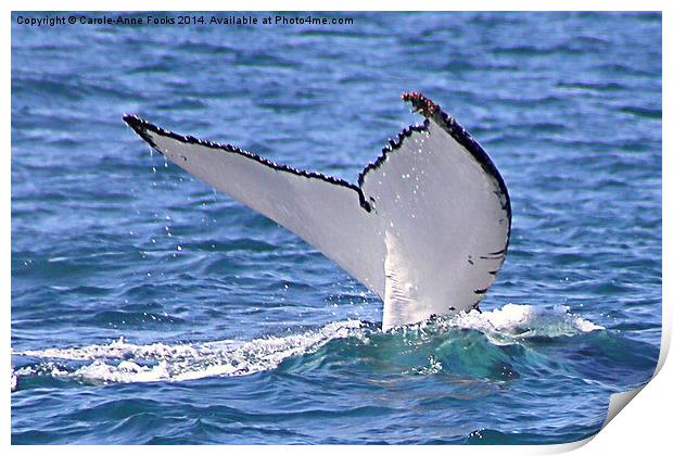  Humpback Whale Tail Flukes Print by Carole-Anne Fooks