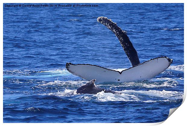   Humpback Whales Frolicking Print by Carole-Anne Fooks