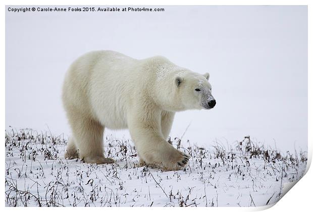  Male Polar Bear Print by Carole-Anne Fooks