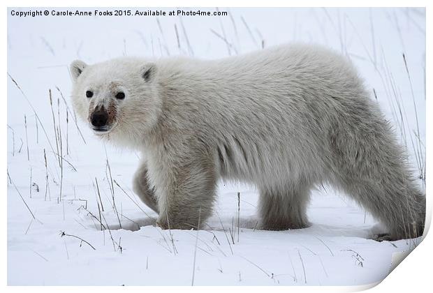   Baby Polar Bear Print by Carole-Anne Fooks