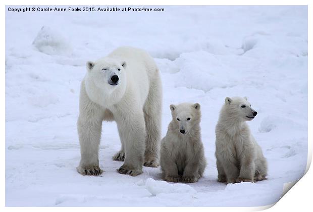  Polar Bear Family Portrait Print by Carole-Anne Fooks