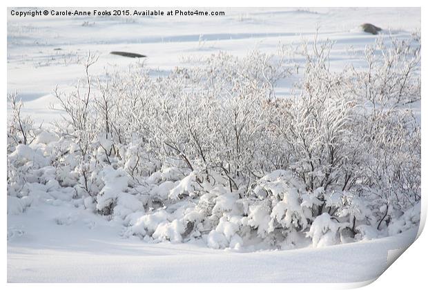 Hoar Frost on Arctic Willow Print by Carole-Anne Fooks