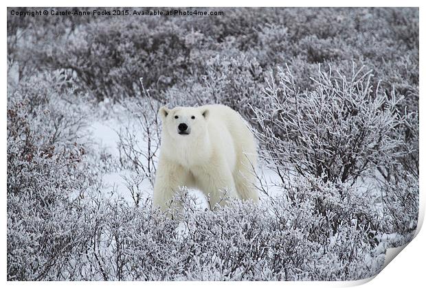  Polar Bear in The Arctic Willow Print by Carole-Anne Fooks