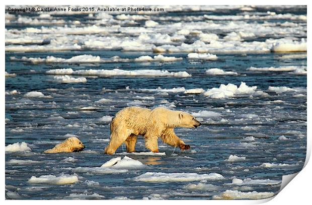  Polar Bears in Hudson Bay, Canada Print by Carole-Anne Fooks
