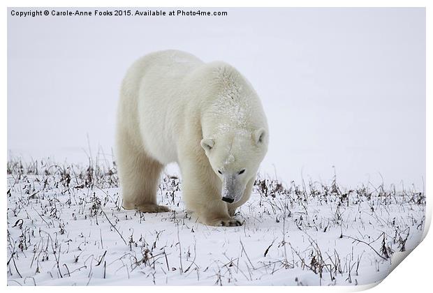 Large Male Polar Bear on the Tundra  Print by Carole-Anne Fooks