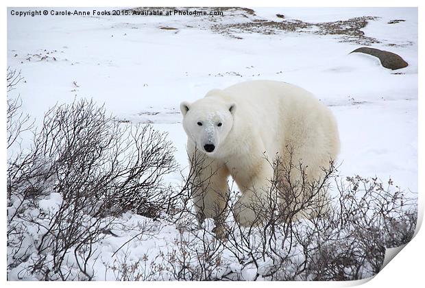  Polar Bear, Churchill, Canada Print by Carole-Anne Fooks