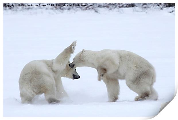  Polar Bear Skirmish Print by Carole-Anne Fooks