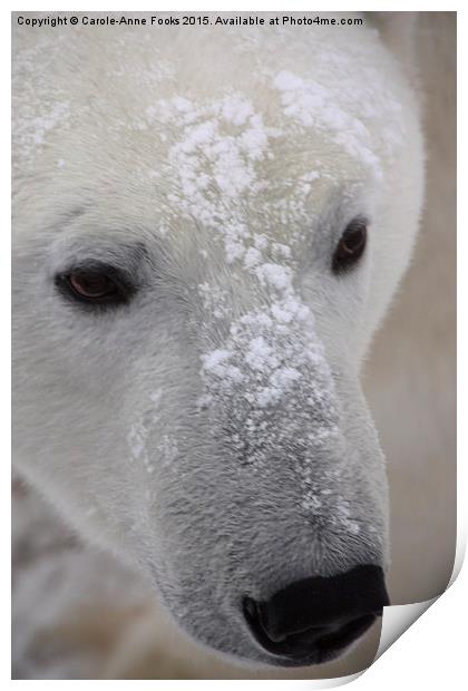  Polar Bear Portrait Print by Carole-Anne Fooks