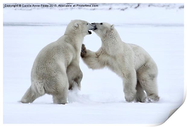   Polar Bear Skirmish Print by Carole-Anne Fooks