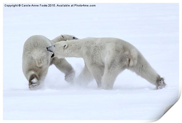   Polar Bear Skirmish Print by Carole-Anne Fooks