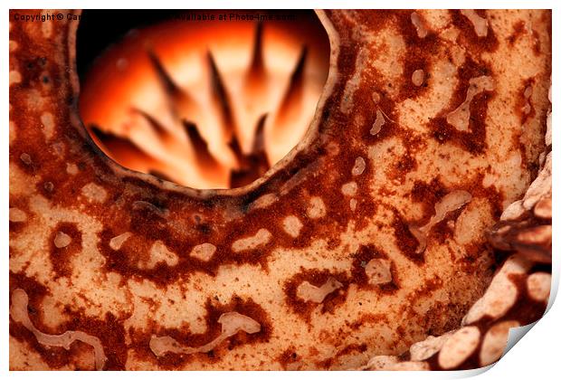  Rafflesia precei Borneo Print by Carole-Anne Fooks