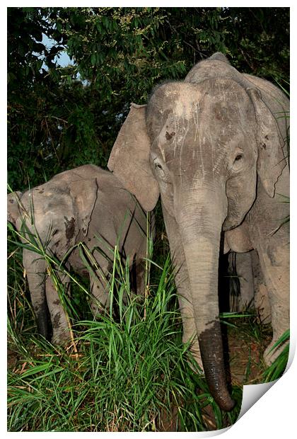  Borneo's Pygmy Elephants Print by Carole-Anne Fooks