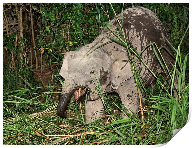  Borneo's Pygmy Elephant Print by Carole-Anne Fooks