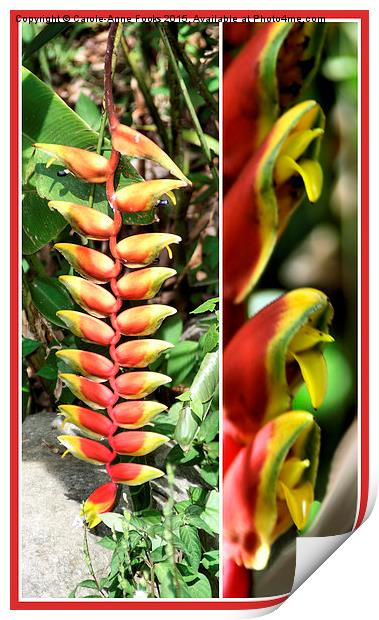  Heliconia Composite #2 Print by Carole-Anne Fooks