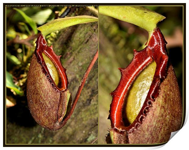  Pitcher Plant Composite Print by Carole-Anne Fooks