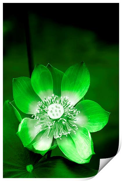  Green Lotus Flower Print by Carole-Anne Fooks