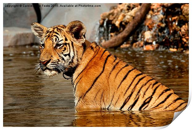 Bengal Tiger Cub Print by Carole-Anne Fooks