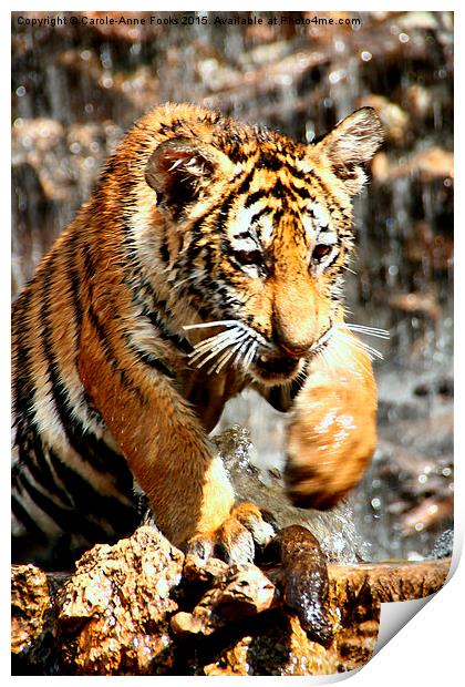  Bengal Tiger Cub Enjoying Water Play  Print by Carole-Anne Fooks