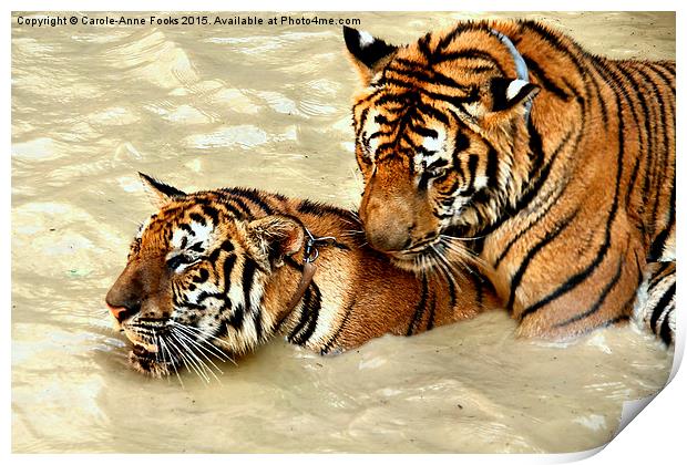 Tigers at Play Print by Carole-Anne Fooks