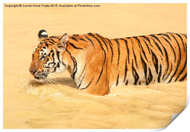 Tiger Walking in the Water Print by Carole-Anne Fooks