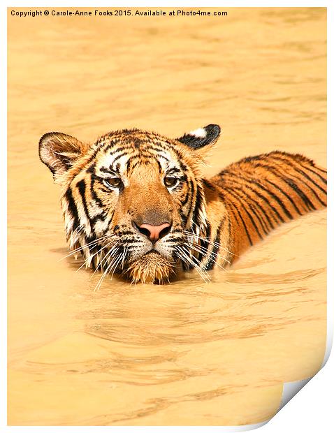  Swimming TIger Print by Carole-Anne Fooks