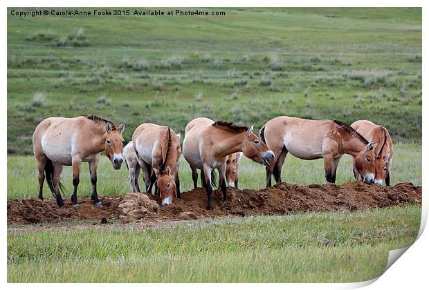   Przewalski's Horses, Mongolia Print by Carole-Anne Fooks