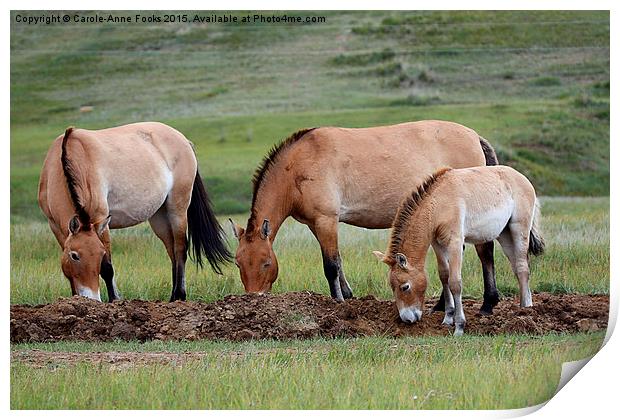   Przewalski's Horses, Mongolia Print by Carole-Anne Fooks