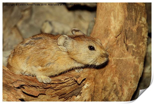  Gerbil in the Wild, Mongolia Print by Carole-Anne Fooks